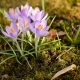 spring time flowers