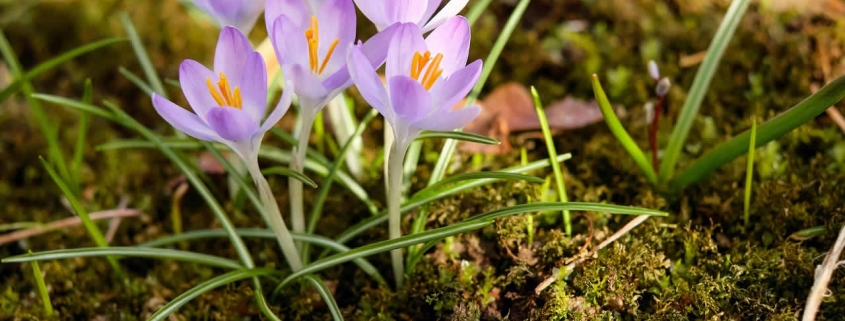spring time flowers