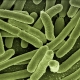 bacteria