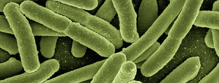 bacteria