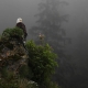 eagle perch