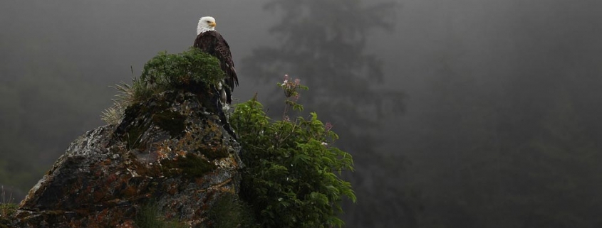 eagle perch